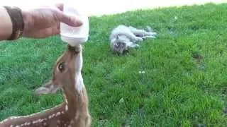 Learning to drink from a bottle. Baby deer rescue and release