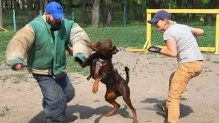 Команда ЧУЖОЙ (ФАС). Доберман. Дрессировка собак СТРАЖ Одесса