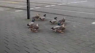 duck pedestrians