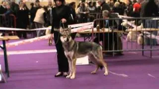 expo valence mâle chien loup tchèque
