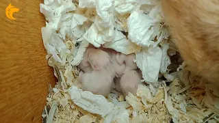 Hamster Babies Growing Up - Day 1 to Day 24  Best Moments 2021