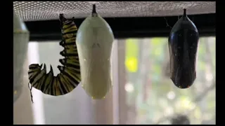 Monarch caterpillar, chrysalis and butterfly - Time Lapse