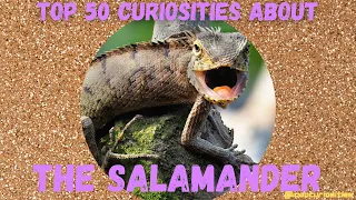 Top 50 Curiosities about the Salamander