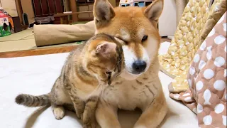 時間をかけてゆっくりと柴犬に心を開いてくれた子供猫に感動しました