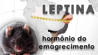 Leptina: O Hormônio da Saciedade e Controle de Peso - Tudo o que Você Precisa Saber