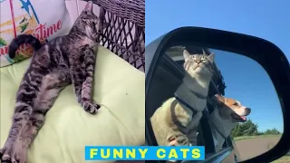 Cute and Funny Cat Videos 2020 - Cats Being Cats
