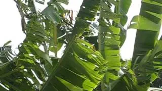 green ferns in the wind