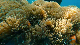 coral reef | snorkeling | oblu select sangeli