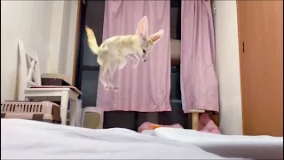 cute fennec fox-share fennec fox funny in life