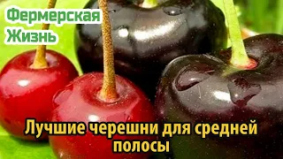 Лучшие черешни для средней полосы