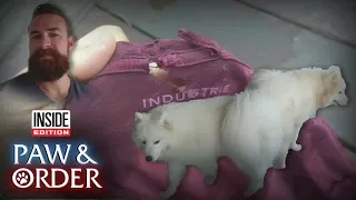 Paw & Order: Which Samoyed Ripped the Shirt?