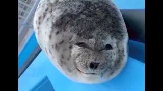 Silly Seal