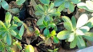 Sunday update adenium Garden overview