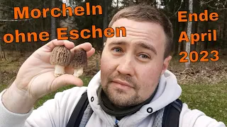 Morcheln im Nadelwald suchen und finden | Tipps