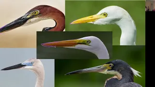 How to Draw Herons and Egrets