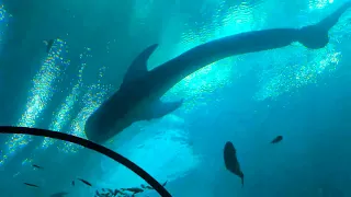 Best Dolphin Show!! Day Trip to Georgia Aquarium in Atlanta, GA.