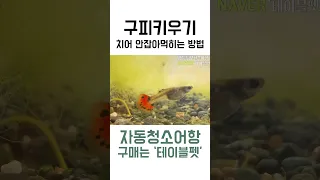 구피 키우기 새끼 안잡아먹히는 방법(카니발리즘) 수초어항