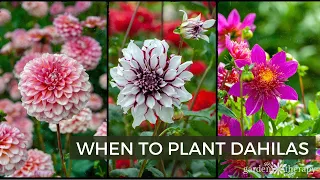 When to Plant Dahlias