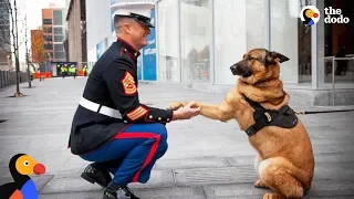 Soldiers Come Home To Dogs Compilation & More | The Dodo Best Of