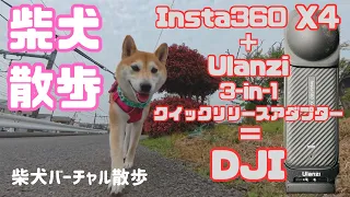 【Insta360 X4で柴犬散歩】UlanziのクイックリリースアダプターでDJI化　週刊柴犬むーちゃんねる #続・増刊