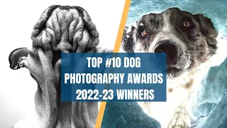 Dog photography awards 2022 winners | 2022-23 |Planet falls