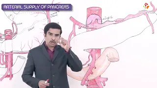 Arterial supply of pancreas - Gross anatomy of Abdomen