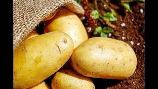 The Top 10 Most Potato Producing Countries in the Entire World