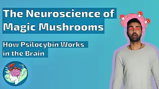 How Magic Mushrooms Work in the Brain | The Neuroscience of Psilocybin