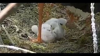 BRUTAL STORK MOM STEPS ON CHICKS FACE SEVERAL TIMES