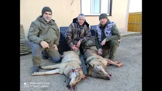 Добыт второй Волк из стаи! Выстрелы в кадре! Волгоградская область.