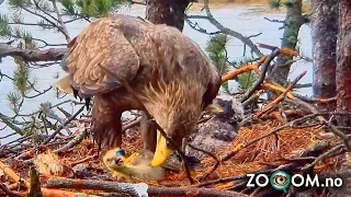 Goose Chick still ALIVE when Eagle's start eating it