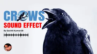 Crow birds sounds Effect | Hits 2024 | No copyright #free #hits #kauwa #crow #video