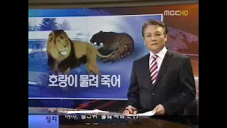 Asiatic lion killed siberian tiger