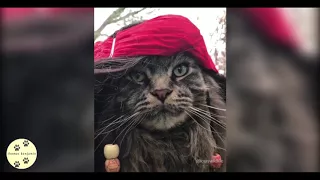 Cat Compilation #14 | Try not to Laugh | New Funny Cats 2018 - 2017 - 2016 - 2015 - 2014 - 2013-2012