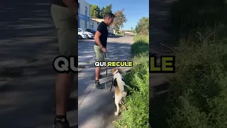 👉 Ton chien tire en laisse? Utilise les petits pas de Ronaldo.