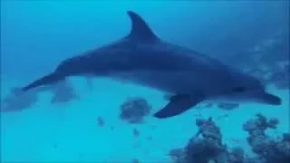 Dolphins Undersea Adventures. Diving center in The Desert Rose Resort.