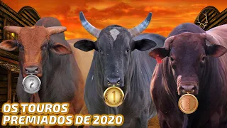 Os TOUROS PREMIADOS em 2020