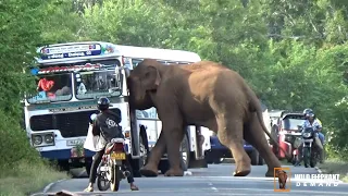 As the wild elephant pushed the bus into the jungle, the motorcycle fell to the ground.