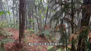 乌枞菌爆发了