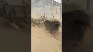 Tibetan Mastiff Become Wolf King after Winning the Food Competition with Wolf Gang