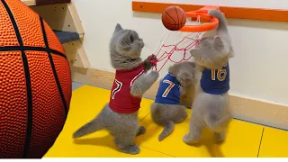 CAT KITTENS PLAYING BASKETBALL 🏀 BRITISH SHORTHAIR KITTENS PLAYING FUNNY! FUNNIEST CAT VIDEOS!