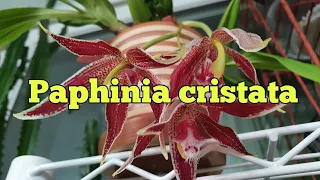 Paphinia cristata описание и уход.