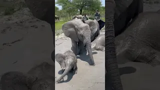 Baby Elephants Celebrate Mother's Day