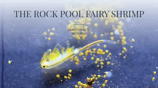 The Rock Pool Fairy Shrimp (Branchinecta packardi)