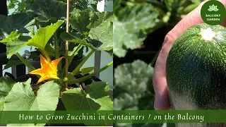 How to Grow Zucchini in Containers / on the Balcony | From Seed to Harvest