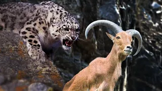 Mountain Goat Protect Her Baby From Snow Leopard Attack, Animals Hunt Fail