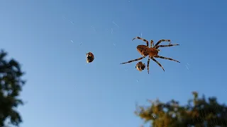 Araignée et ses 2 coccinelles