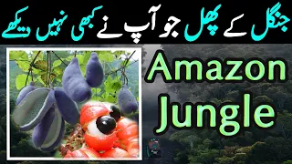 Amazon Rainforest Fruits Documentary In Urdu | ایمیزون جنگل کے پھل | LalGulab