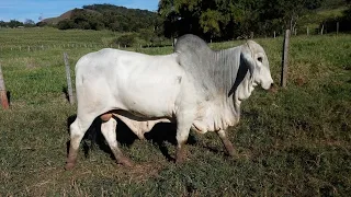 QUANTAS CABEÇAS De 🐄 🐄 🐄 🐄 🐄 PRECISO TER PARA VIVER SÓ DE GADO?