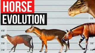 The Evolution of Horse | By Years